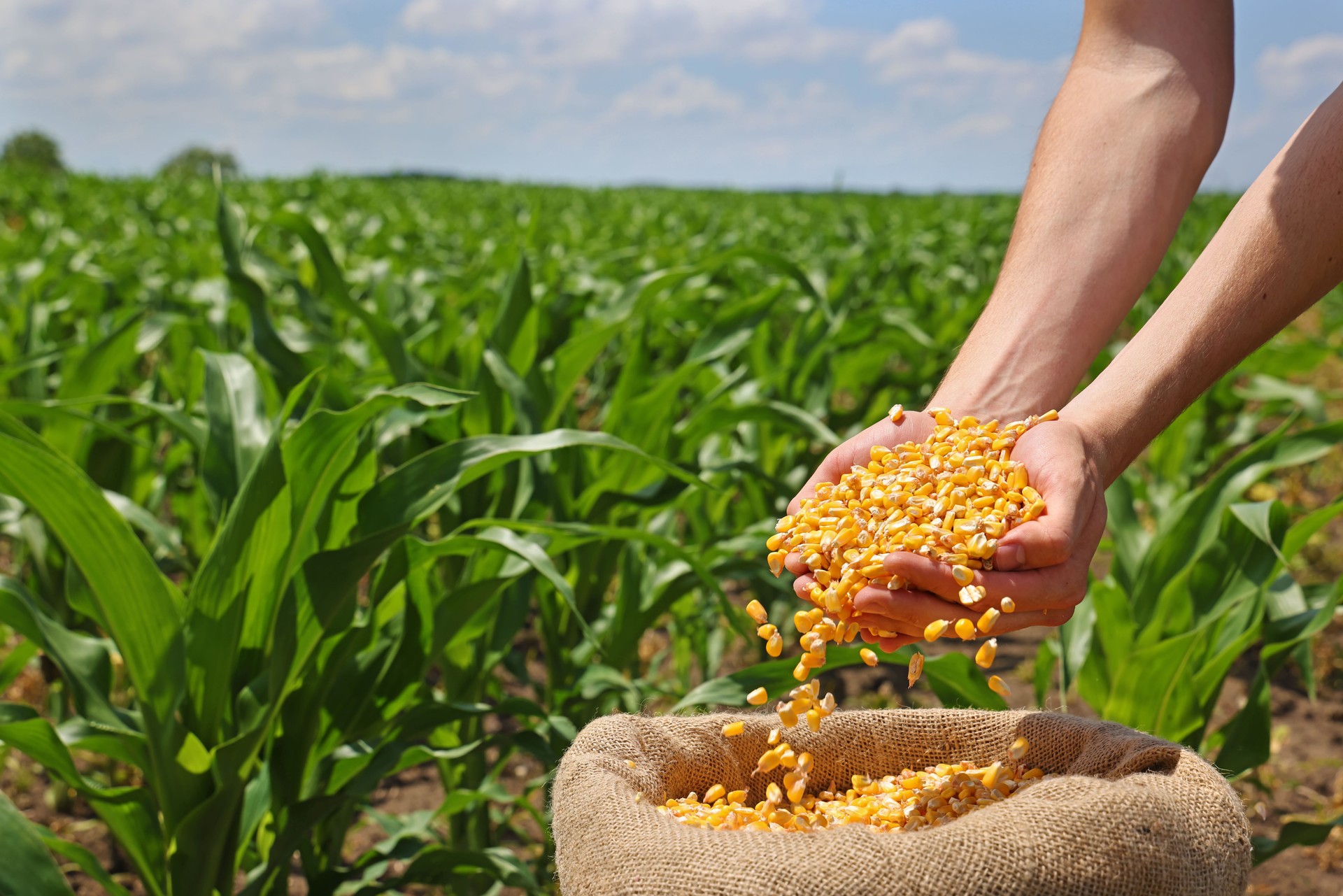 Corn grains in the hands of a successful farmer, in a background green corn field